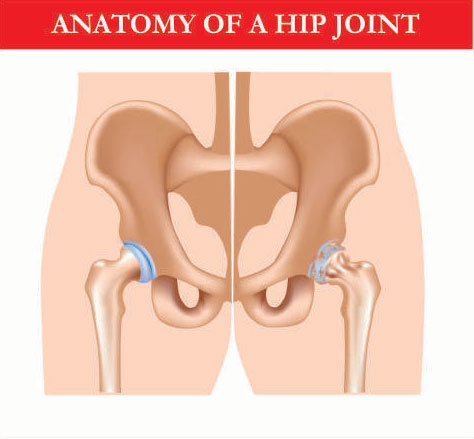 Anatomy of a Hip Joint